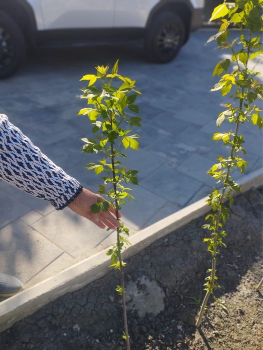 Клен 1000тг отростки