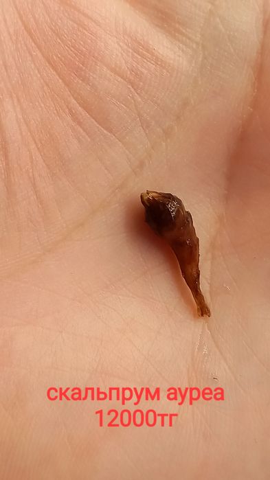 Клубни  алоказий