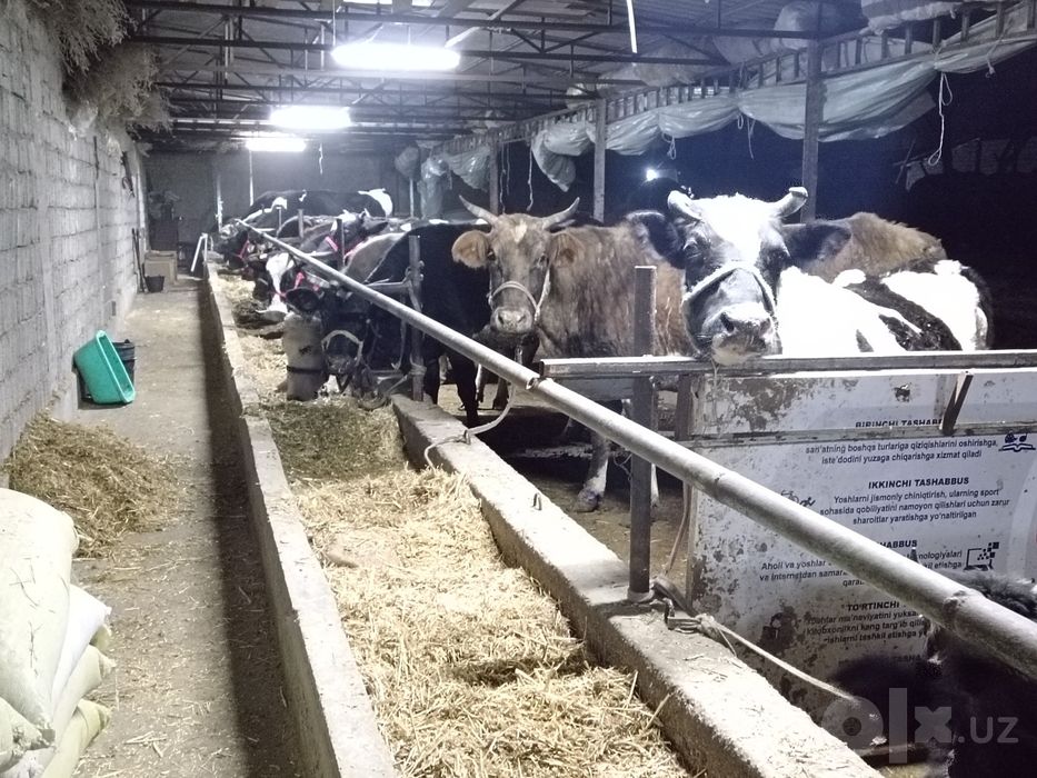 Smental pyostra gibrit 50 litrgacha sut beradgan gonajn sotladi