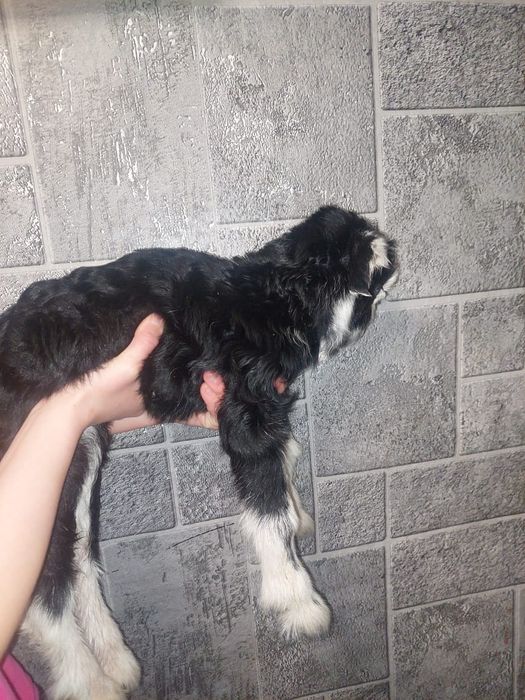 Продам козлика от дойных коз