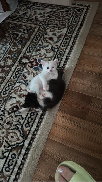 Отдам белого котенка девочку
