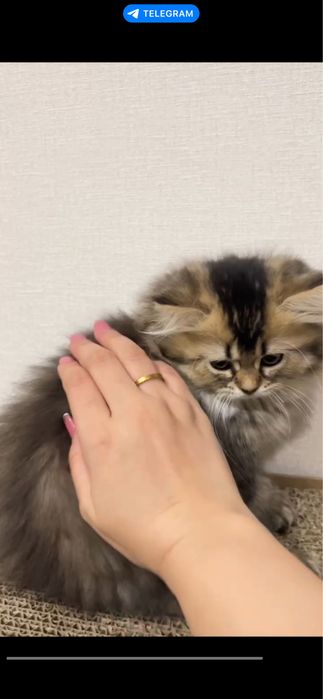 Срочно продаются котята! Sotiladi.