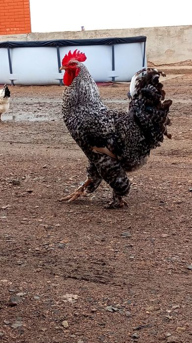 Продам домашних курей.