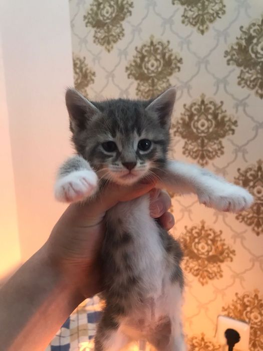 Отдам Котиков в добрые руки