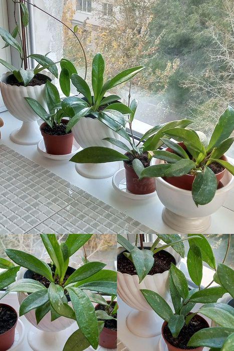 Хойя комнатный цветок