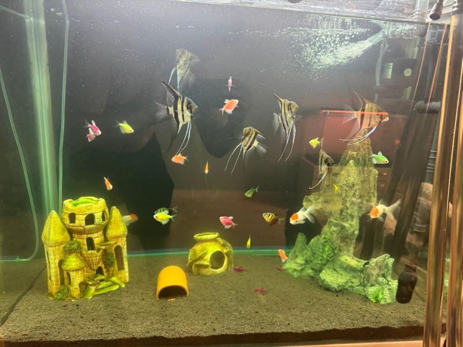Рыбы аквариумные аквариум