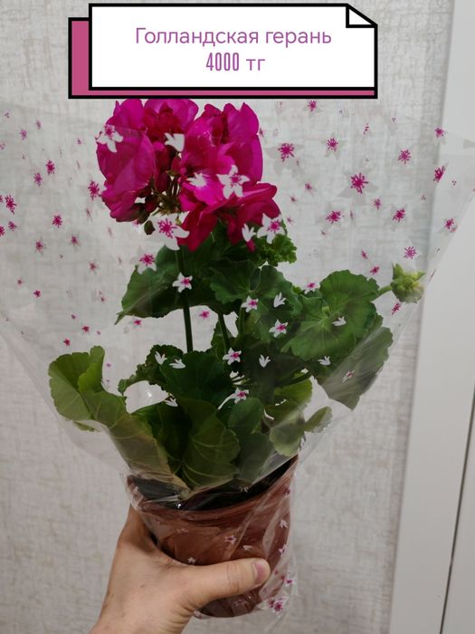 Бөлме гүлдері район Компоселок