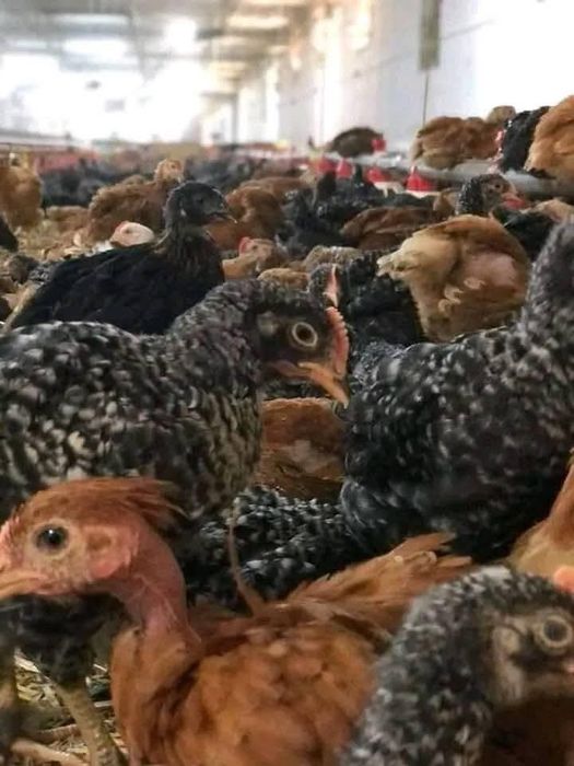 Rasa mixts rosu porumbac