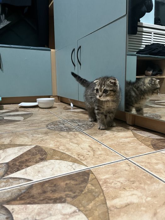 Котенок шотландский вислоухий