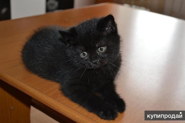 Британская малышка