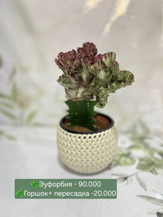 Фитонии и кактусы