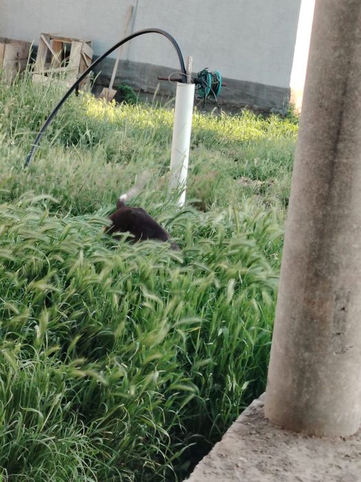 Охотничый щенок Кусхар 8 мес