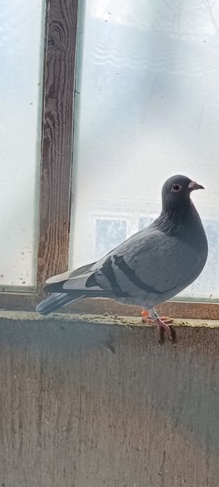 Porumbei voiajori - multipli campioni, cu expoziții.