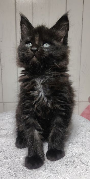 Мейнкунчики в продаже