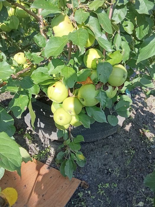 Продам дачу 6,5 соток