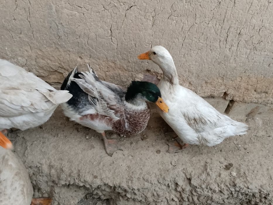 Oʻrdak va gʻozlar sotiladi