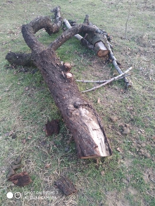 Продам дрова 250 тысяч сум