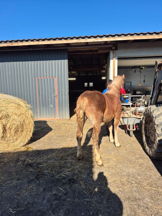 Vind minza de 9 luni