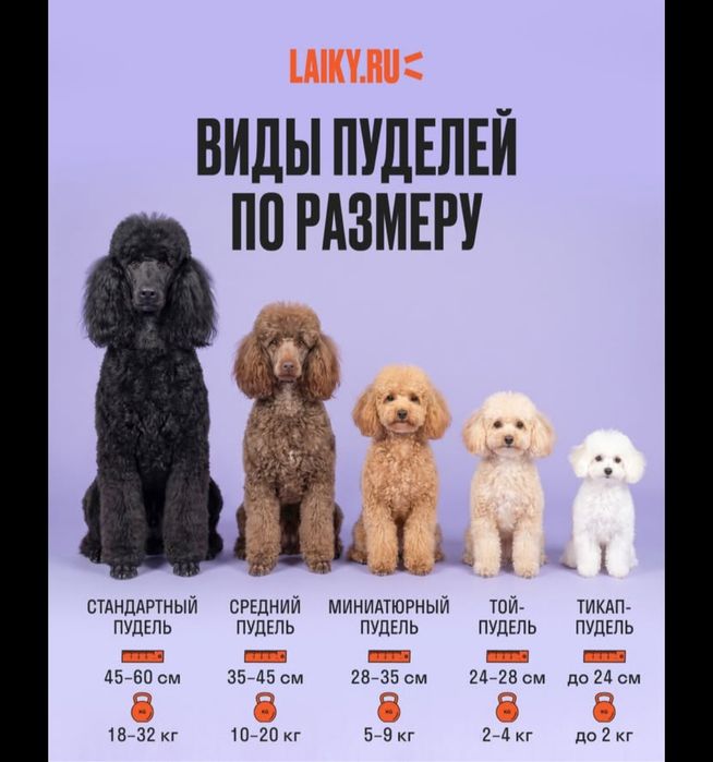 Щенки миниатюрного  пуделя
