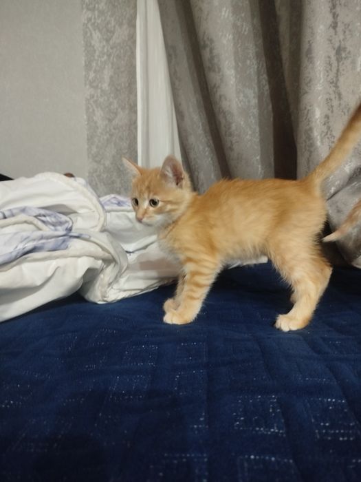 отдам котят в хорошие руки