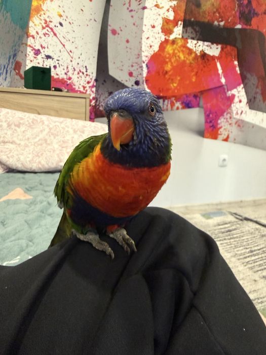 Папагал Лори + клетка + храна