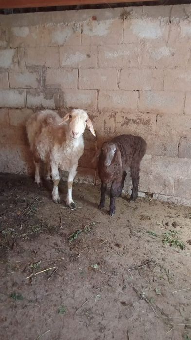 Сатамын қозылы қой