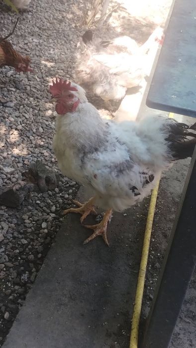 Cocos și două găini