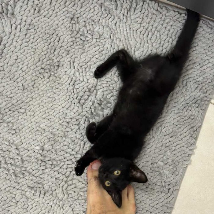 Отдам котенка в хорошие руки