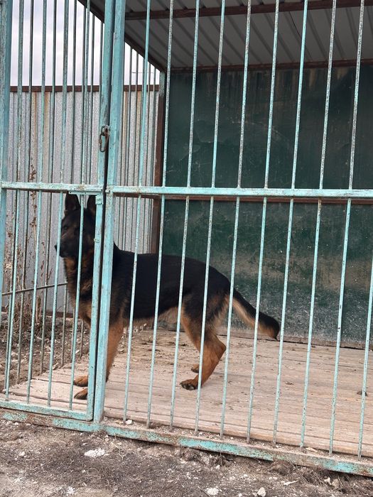 Продаётся немецкая овчарка