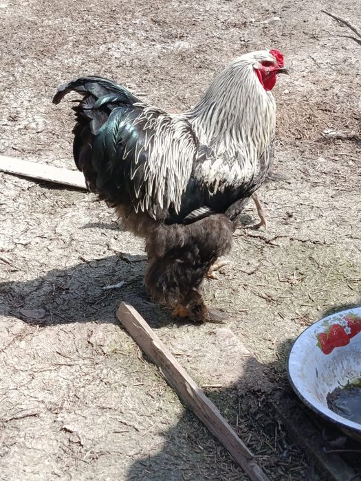 Брама қораз 1 жасар