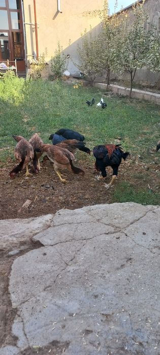 Zoti toza Makiyonlar sotiladi