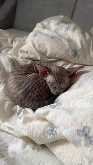 Сфинкс котенок браш