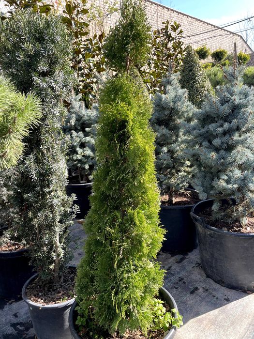 Thuja Smaragard sotuvda