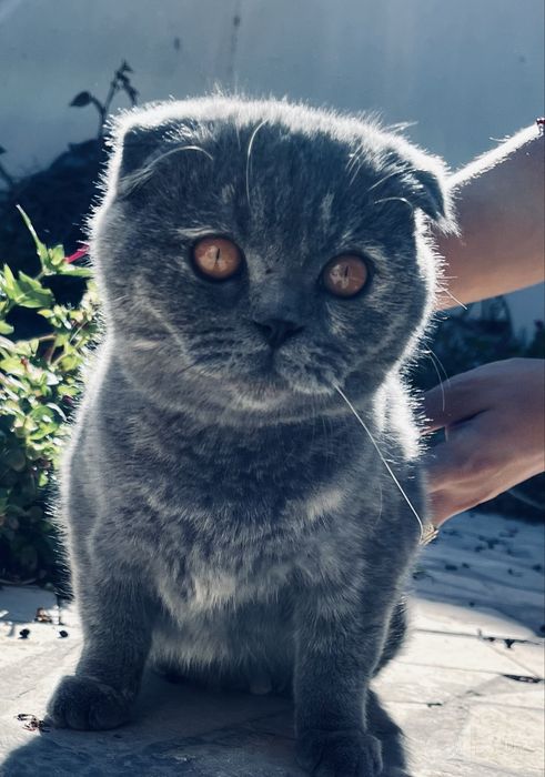шотландский вислоухий котенок (скоттиш-фолд)