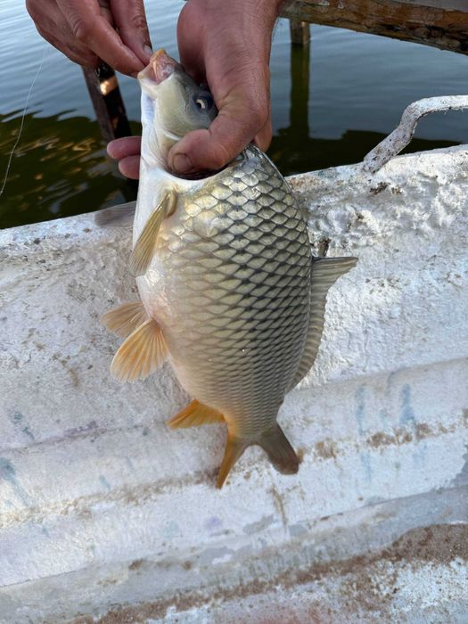 Сазан / Толстолоб / Беламур — сифатли ва ширин балиқлар!
