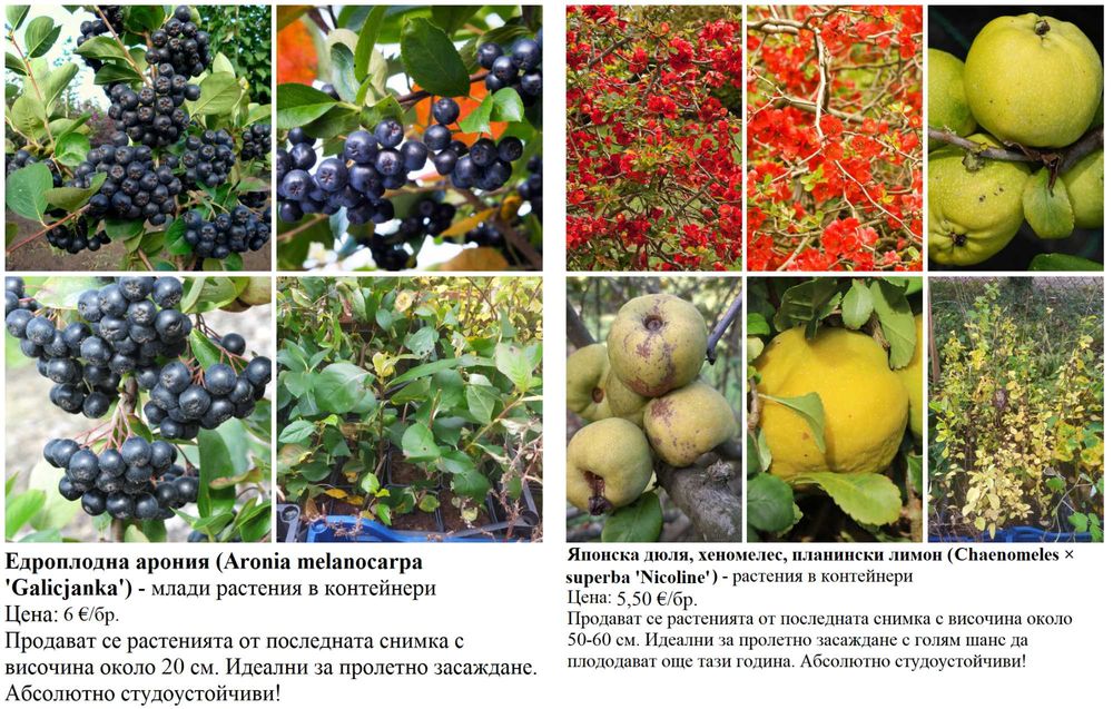 Плодни храсти в контейнери