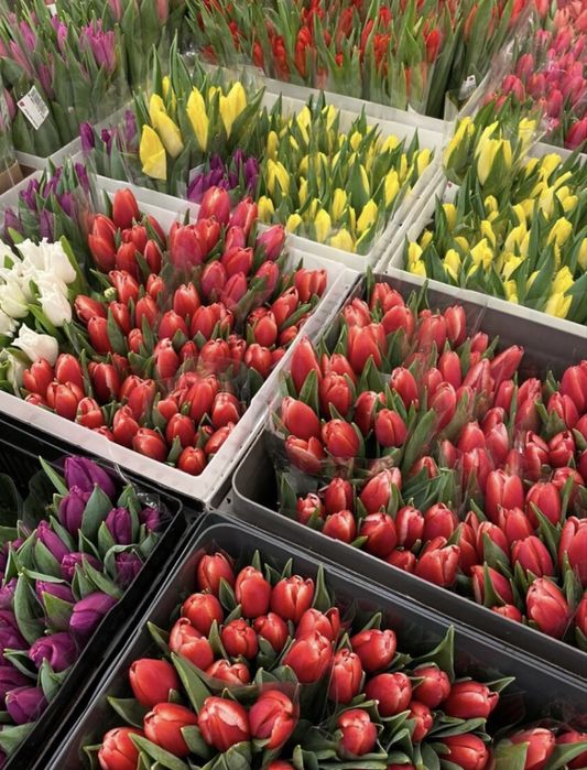 Продаю тюльпаны на 8 марта