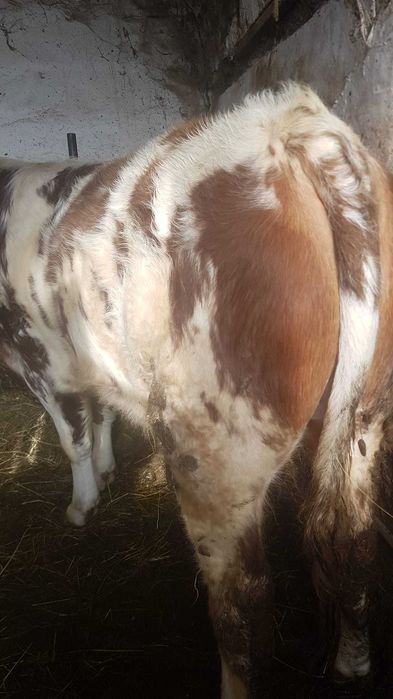 Vand vitel mai multe detalii la telefon