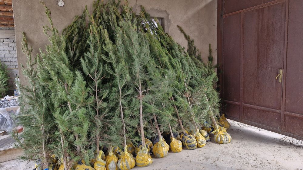 Елки оптом и в Розницу Ширша