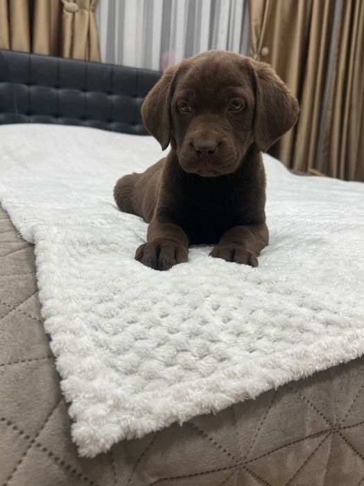 Чистокръвни Лабрадор Ретривар: