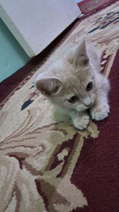 Oylik ayol muwuk uyda piwgan ovqatni yeydi
