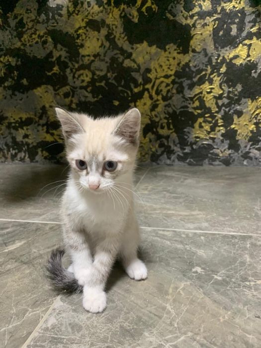 Ищу домок котенку