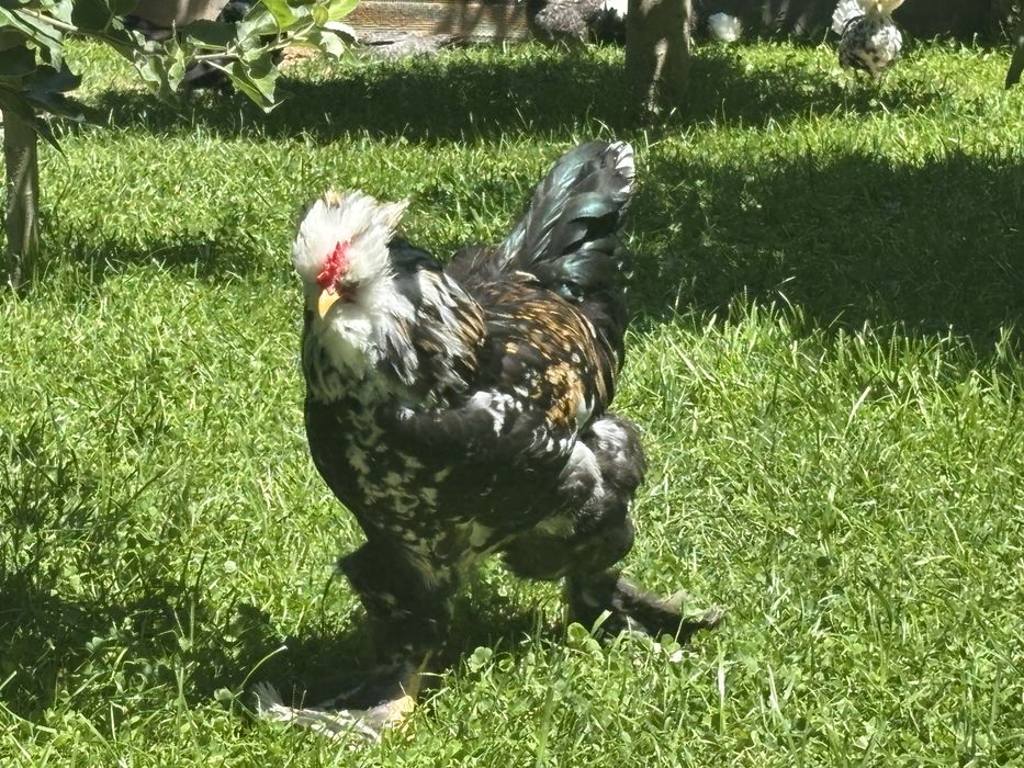Vand cocoș rasa Strumski