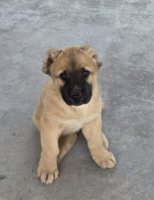 Алабай күшік сатылады