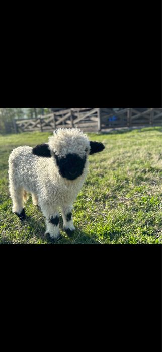 Miel Elvetian rasa Volais  Blackmose