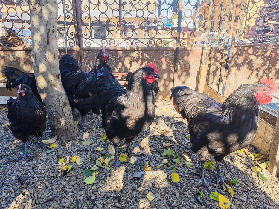 Australorp negru