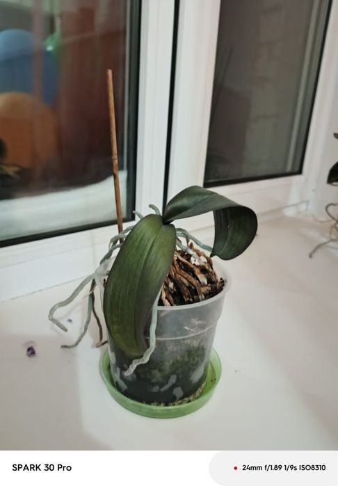 Продам орхидеи..