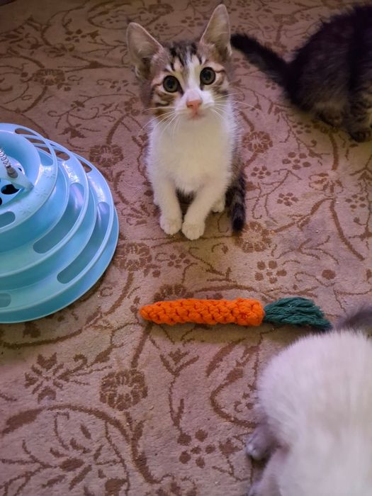 Отдаём котенка в хорошие руки