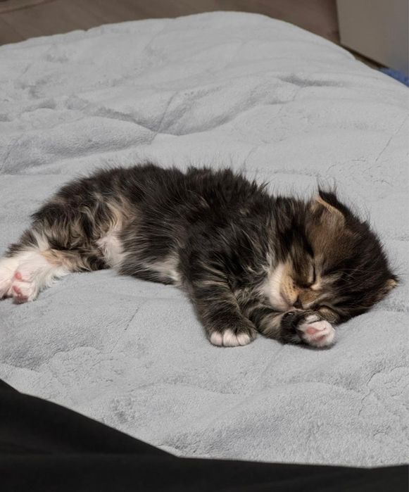 Продается Вислоушка