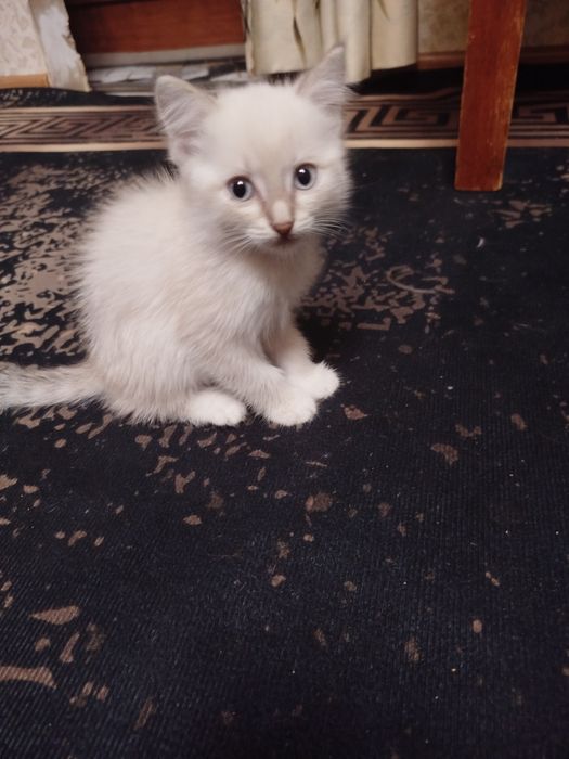 Отдам прилестного котёнка